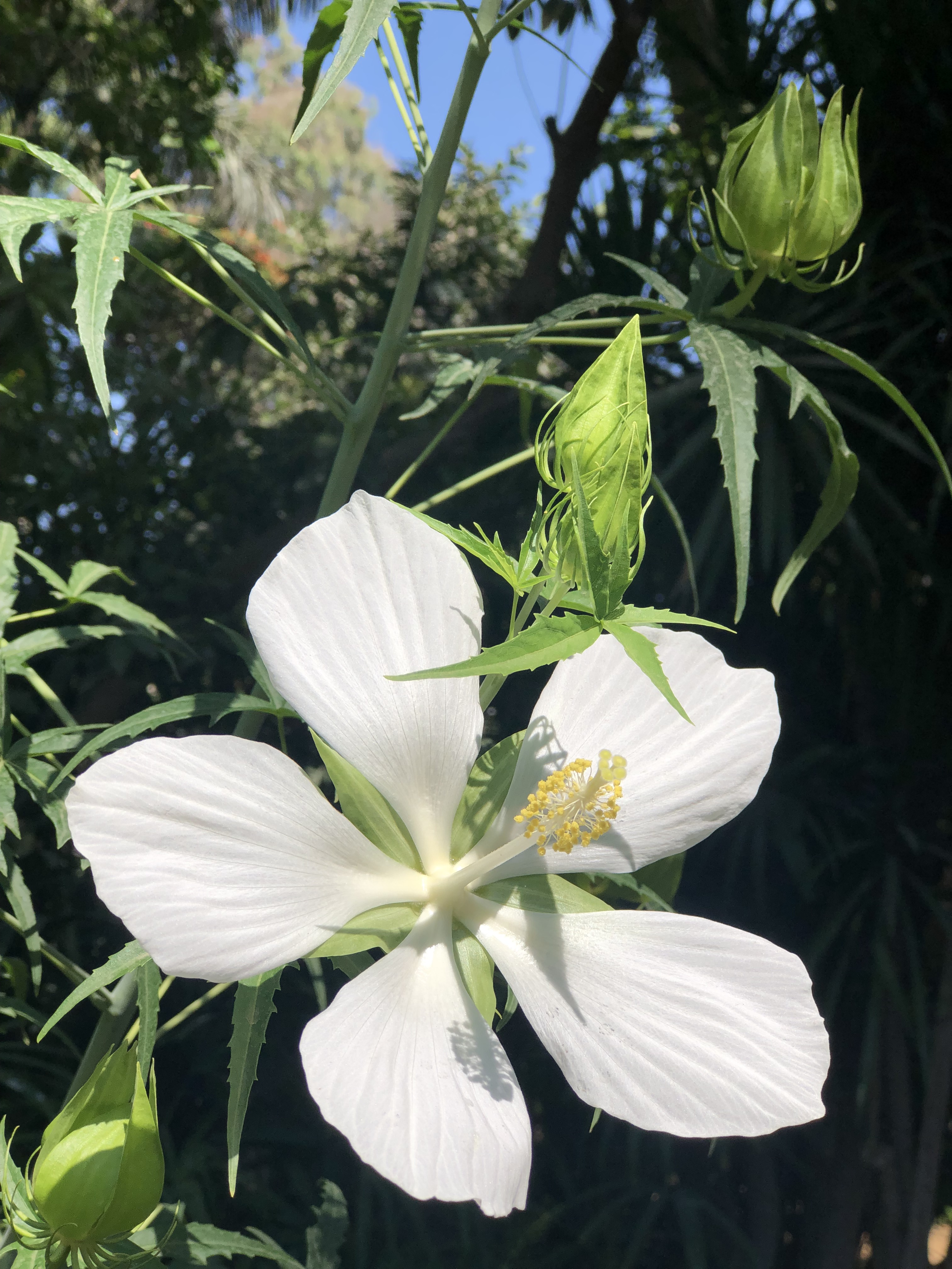 hibiscus-coccineus